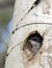 Tree Swallow Juvenile